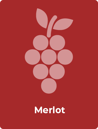 Merlot druif